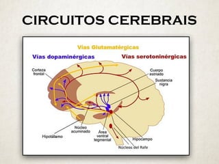 CIRCUITOS CEREBRAIS
 