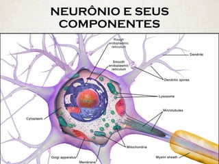 NEURÔNIO E SEUS
COMPONENTES
 