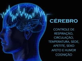 CÉREBRO
CONTROLE DE
RESPIRAÇÃO,
CIRCULAÇÃO,
TEMPERATURA, SEDE,
APETITE, SEXO
AFETO E HUMOR
COGNIÇÃO
 
