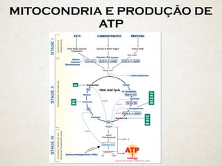 MITOCONDRIA E PRODUÇÃO DE
ATP
 