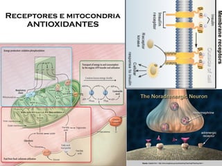 Receptores e mitocondria 
ANTIOXIDANTES
 