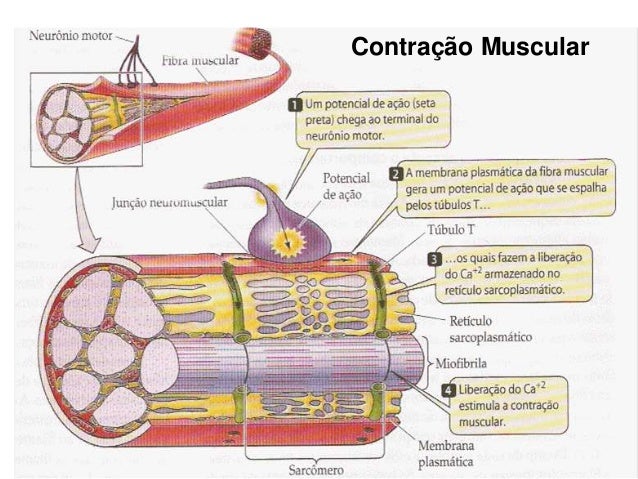 Aula Biofísica da contração muscular