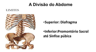 A Divisão do Abdome
•Superior: Diafragma
•Inferior:Promontório Sacral
até Sínfise púbica
 