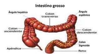 Intestino grosso
Ângulo
esplênico
Ângulo hepático
Colon
Sigmoide
 