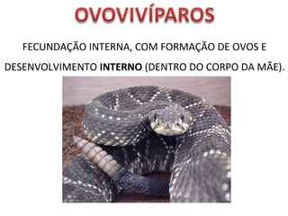 FECUNDAÇÃO INTERNA, COM FORMAÇÃO DE OVOS E 
DESENVOLVIMENTO INTERNO (DENTRO DO CORPO DA MÃE). 
 