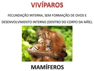 FECUNDAÇÃO INTERNA, SEM FORMAÇÃO DE OVOS E 
DESENVOLVIMENTO INTERNO (DENTRO DO CORPO DA MÃE). 
MAMÍFEROS 
 