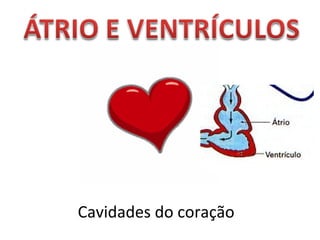 Cavidades do coração 
 