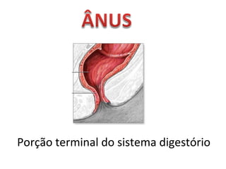 Porção terminal do sistema digestório 
 