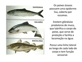 Os peixes ósseos 
possuem uma epiderme 
lisa, coberta por 
escamas. 
Existem glândulas 
produtoras de muco, 
que lubrifica o corpo do 
peixe, que serve de 
proteção e facilita a 
locomoção na água. 
Possui uma linha lateral 
ao longo de cada lado do 
corpo e tem função 
sensorial. 
 