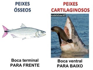 Boca ventral 
PARA BAIXO 
Boca terminal 
PARA FRENTE 
 