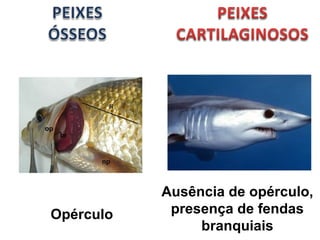 Ausência de opérculo, 
presença de fendas 
branquiais 
Opérculo 
 