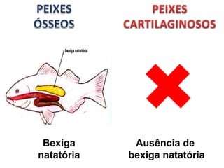 Bexiga 
natatória 
Ausência de 
bexiga natatória 
 