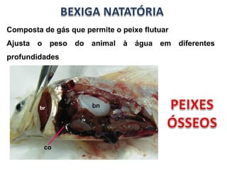 Composta de gás que permite o peixe flutuar 
Ajusta o peso do animal à água em diferentes 
profundidades 
 