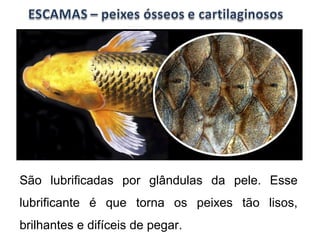 São lubrificadas por glândulas da pele. Esse 
lubrificante é que torna os peixes tão lisos, 
brilhantes e difíceis de pegar. 
 