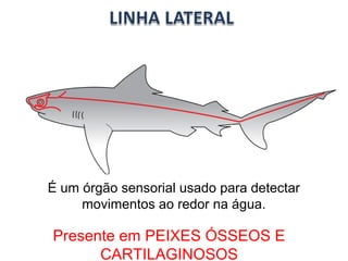 É um órgão sensorial usado para detectar 
movimentos ao redor na água. 
Presente em PEIXES ÓSSEOS E 
CARTILAGINOSOS 
 