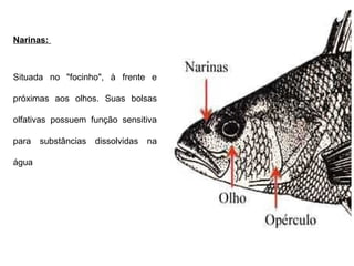 Narinas: 
Situada no "focinho", à frente e 
próximas aos olhos. Suas bolsas 
olfativas possuem função sensitiva 
para substâncias dissolvidas na 
água 
 