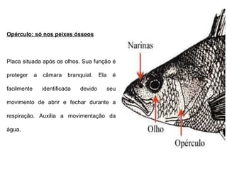 Opérculo: só nos peixes ósseos 
Placa situada após os olhos. Sua função é 
proteger a câmara branquial. Ela é 
facilmente identificada devido seu 
movimento de abrir e fechar durante a 
respiração. Auxilia a movimentação da 
água. 
 