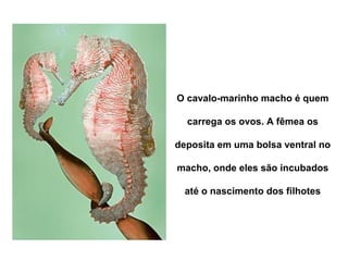 O cavalo-marinho macho é quem 
carrega os ovos. A fêmea os 
deposita em uma bolsa ventral no 
macho, onde eles são incubados 
até o nascimento dos filhotes 
 