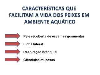 Pele recoberta de escamas gosmentas 
Linha lateral 
Respiração branquial 
Glândulas mucosas 
 