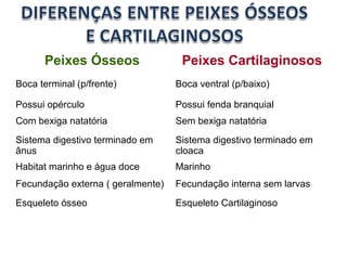 Peixes Ósseos Peixes Cartilaginosos 
Boca terminal (p/frente) Boca ventral (p/baixo) 
Possui opérculo Possui fenda branquial 
Com bexiga natatória Sem bexiga natatória 
Sistema digestivo terminado em 
ânus 
Sistema digestivo terminado em 
cloaca 
Habitat marinho e água doce Marinho 
Fecundação externa ( geralmente) Fecundação interna sem larvas 
Esqueleto ósseo Esqueleto Cartilaginoso 
 