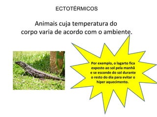 ECTOTÉRMICOS 
Animais cuja temperatura do 
corpo varia de acordo com o ambiente. 
Por exemplo, o lagarto fica 
exposto ao sol pela manhã 
e se esconde do sol durante 
o resto do dia para evitar o 
hiper aquecimento. 
 