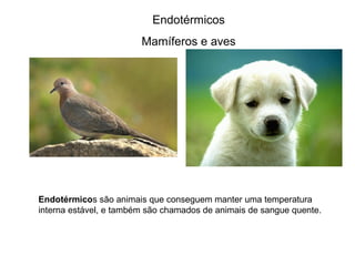 Endotérmicos 
Mamíferos e aves 
Endotérmicos são animais que conseguem manter uma temperatura 
interna estável, e também são chamados de animais de sangue quente. 
 