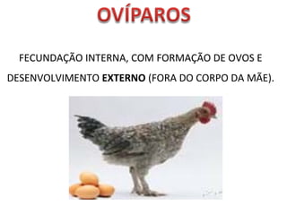 FECUNDAÇÃO INTERNA, COM FORMAÇÃO DE OVOS E 
DESENVOLVIMENTO EXTERNO (FORA DO CORPO DA MÃE). 
 
