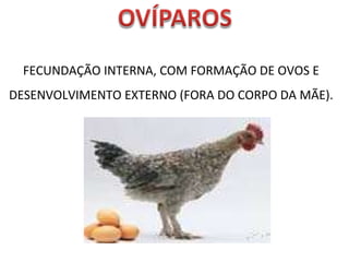 FECUNDAÇÃO INTERNA, COM FORMAÇÃO DE OVOS E DESENVOLVIMENTO EXTERNO (FORA DO CORPO DA MÃE). 
