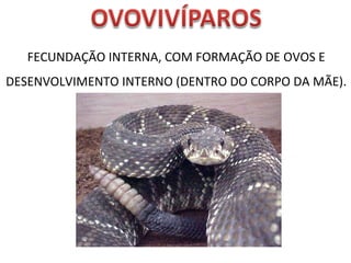 FECUNDAÇÃO INTERNA, COM FORMAÇÃO DE OVOS E DESENVOLVIMENTO INTERNO (DENTRO DO CORPO DA MÃE). 