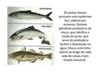 Os peixes ósseos possuem uma epiderme lisa, coberta por escamas. Existem glândulas produtoras de muco, que lubrifica o corpo do peixe, que serve de proteção e facilita a locomoção na água. Possui uma linha lateral ao longo de cada lado do corpo e tem função sensorial.  