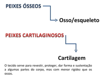 Osso/esqueleto Cartilagem O tecido serve para revestir, proteger, dar forma e sustentação a algumas partes do corpo, mas com menor rigidez que os ossos. 