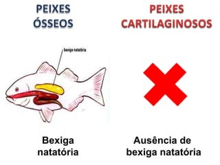 Bexiga natatória Ausência de  bexiga natatória 