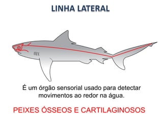 É um órgão sensorial usado para detectar movimentos ao redor na água. PEIXES ÓSSEOS E CARTILAGINOSOS 