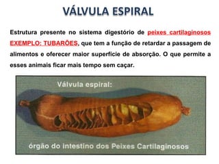 Estrutura presente no sistema digestório de  peixes cartilaginosos EXEMPLO: TUBARÕES , que tem a função de retardar a passagem de alimentos e oferecer maior superfície de absorção. O que permite a esses animais ficar mais tempo sem caçar. 