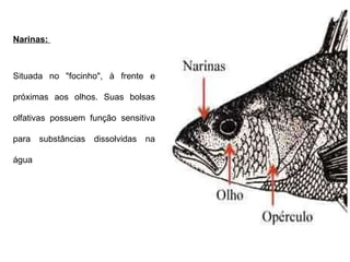 Narinas:  Situada no "focinho", à frente e próximas aos olhos. Suas bolsas olfativas possuem função sensitiva para substâncias dissolvidas na água 