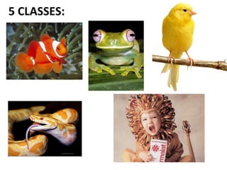 5 CLASSES:  