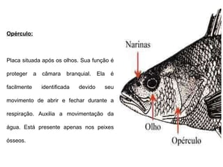 Opérculo: Placa situada após os olhos. Sua função é proteger a câmara branquial. Ela é facilmente identificada devido seu movimento de abrir e fechar durante a respiração. Auxilia a movimentação da água. Está presente apenas nos peixes ósseos. 