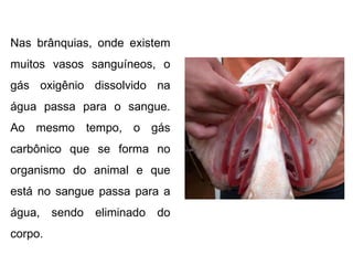 Nas brânquias, onde existem muitos vasos sanguíneos, o gás oxigênio dissolvido na água passa para o sangue. Ao mesmo tempo, o gás carbônico que se forma no organismo do animal e que está no sangue passa para a água, sendo eliminado do corpo. 