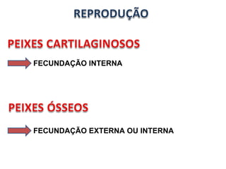 FECUNDAÇÃO INTERNA FECUNDAÇÃO EXTERNA OU INTERNA 