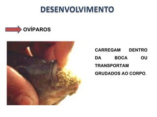 OVÍPAROS CARREGAM DENTRO DA BOCA OU TRANSPORTAM GRUDADOS AO CORPO . 