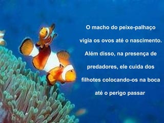 O macho do peixe-palhaço vigia os ovos até o nascimento. Além disso, na presença de predadores, ele cuida dos filhotes colocando-os na boca até o perigo passar  