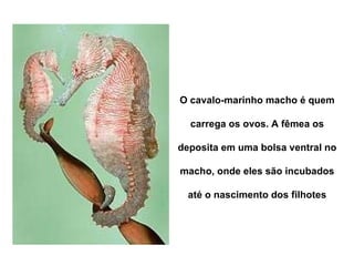 O cavalo-marinho macho é quem carrega os ovos. A fêmea os deposita em uma bolsa ventral no macho, onde eles são incubados até o nascimento dos filhotes 