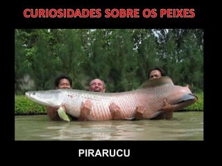 PIRARUCU 