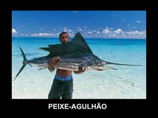 PEIXE-AGULHÃO 