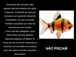 NÃO PISCAM Os peixes não dormem. Eles apenas alternam estados de vigília e repouso. O período de repouso consiste num aparente estado de imobilidade, em que os peixes mantêm o equilíbrio por meio de movimentos bem lentos. Como não tem pálpebras, seus olhos ficam sempre abertos. Algumas espécies se deitam no fundo do mar ou no rio, enquanto os menores se escondem em buracos para não serem comidos enquanto descansam. 