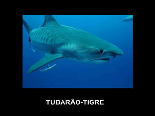 TUBARÃO-TIGRE 