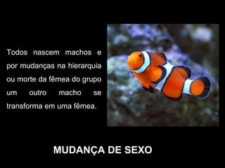 MUDANÇA DE SEXO Todos nascem machos e por mudanças na hierarquia ou morte da fêmea do grupo um outro macho se transforma em uma fêmea. 