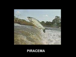 PIRACEMA 