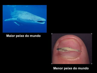 Maior peixe do mundo Menor peixe do mundo 