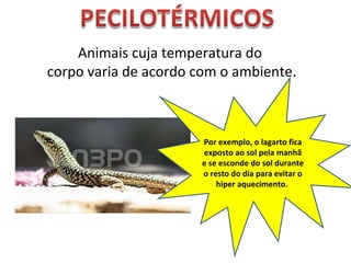 Animais cuja temperatura do corpo varia de acordo com o ambiente. Por exemplo, o lagarto fica exposto ao sol pela manhã e se esconde do sol durante o resto do dia para evitar o hiper aquecimento.  